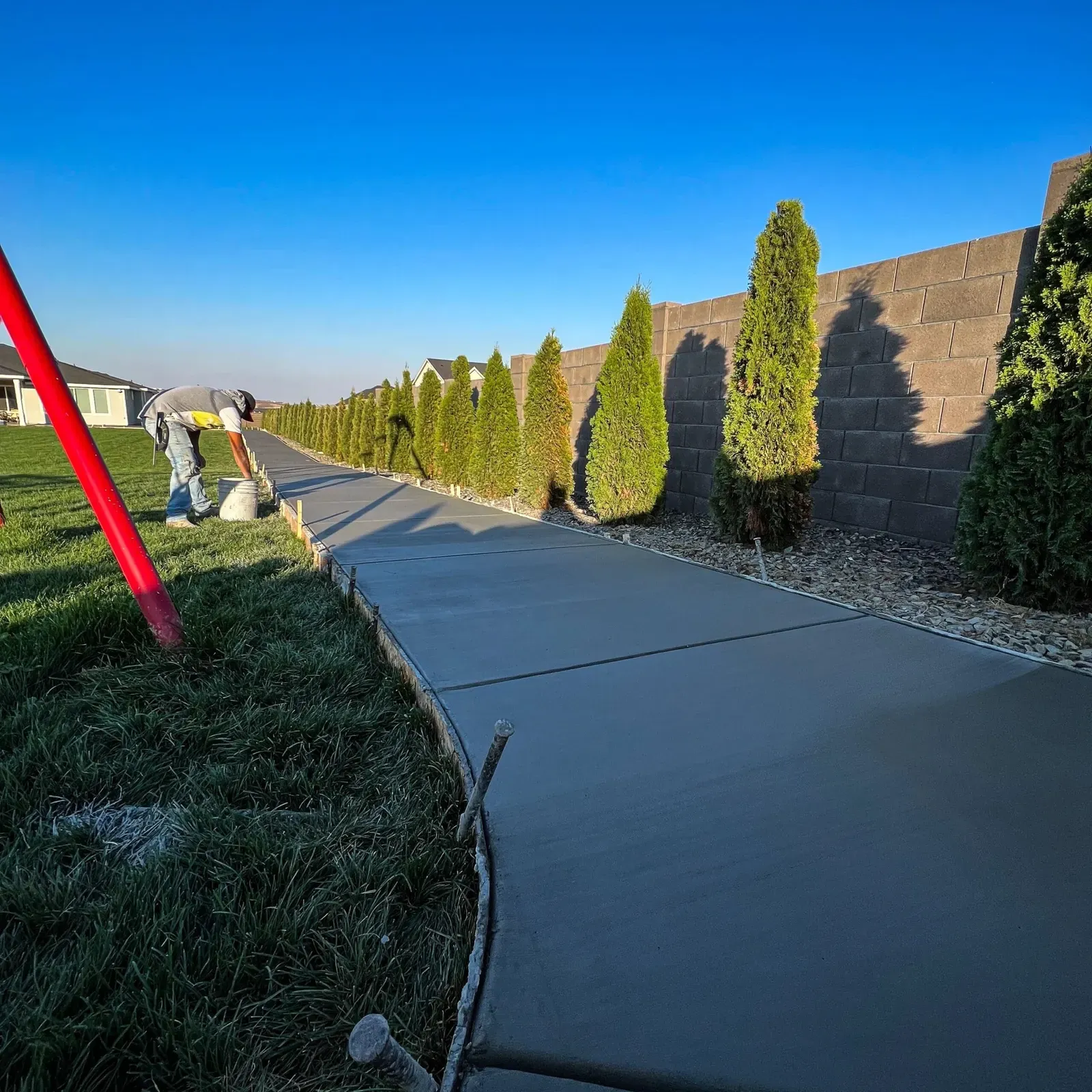 Long curved sidewalk freshly poured along a row of cypress trees